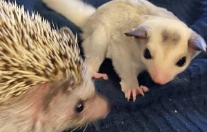Home – Pet Hedgehogs/Sugar Gliders/Ferret